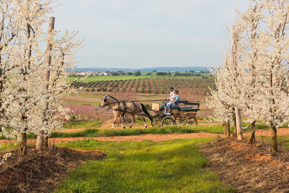 Vila Gale Alentejo Vineyard - Clube De Campo Albernoa Εξωτερικό φωτογραφία